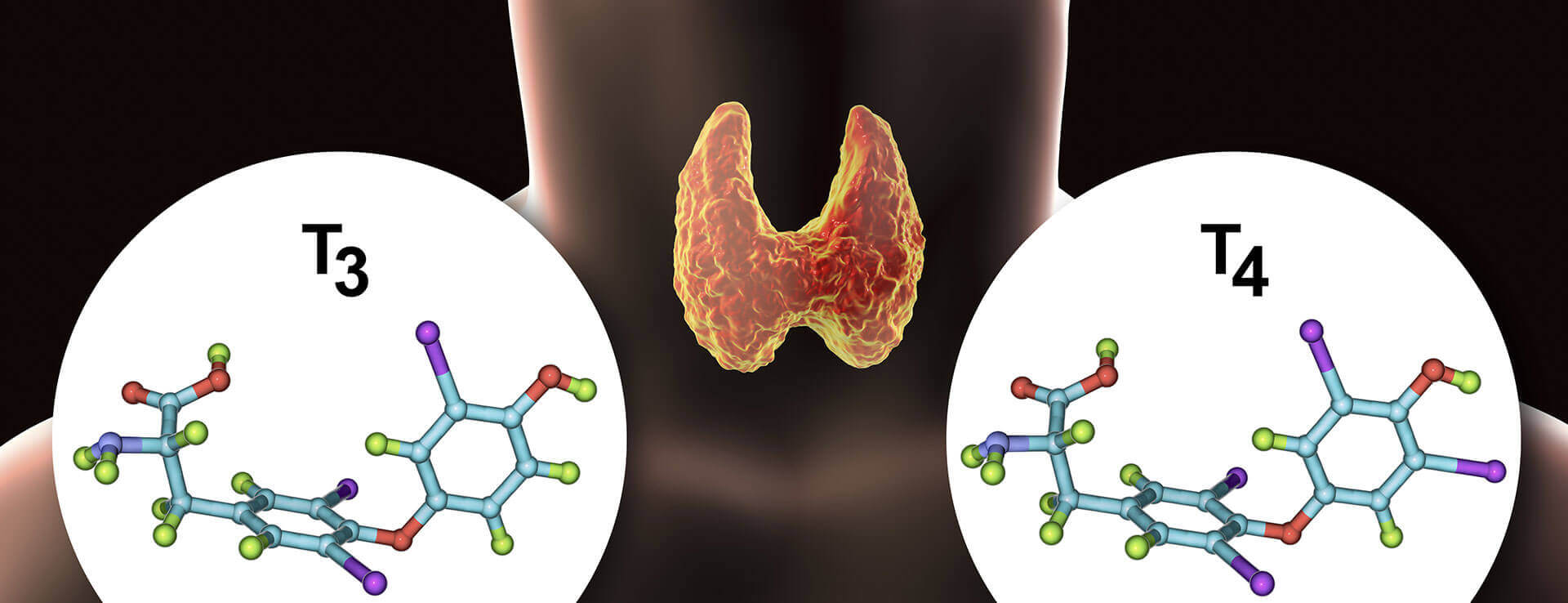 Thyroid gland diagnostics Examination procedure